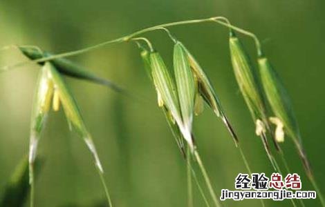野燕麦是什么植物 野燕麦是什么植物的叶子