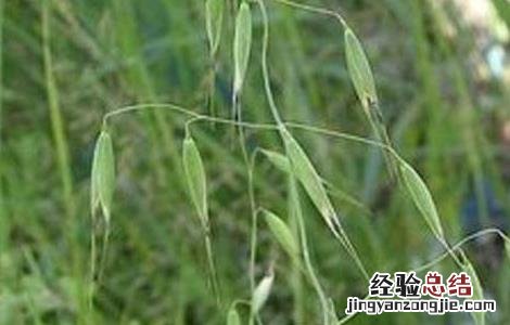 野燕麦是什么植物 野燕麦是什么植物的叶子