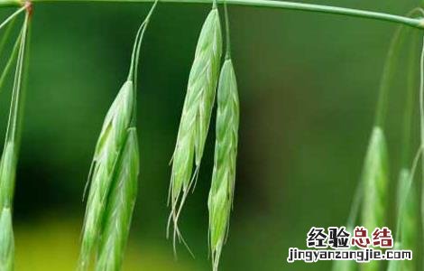 野燕麦是什么植物 野燕麦是什么植物的叶子