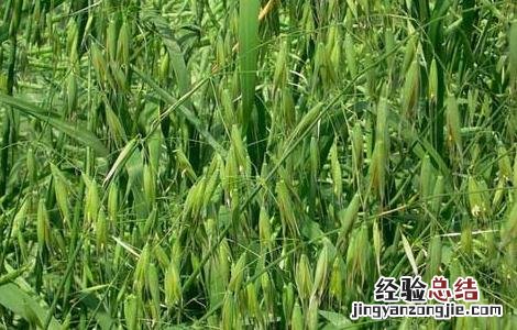 野燕麦是什么植物 野燕麦是什么植物的叶子