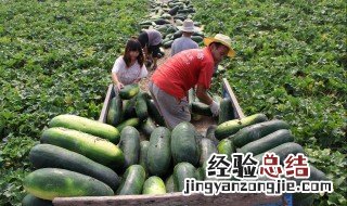 种植冬瓜用什么肥料好 种冬瓜喜欢什么肥