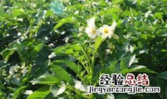 春天种什么蔬菜好打理 蔬菜春天种什么