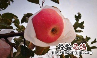 苹果需要什么化肥 苹果用什么化肥
