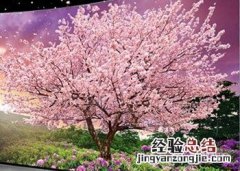 OLED屏电视 oled电视简介