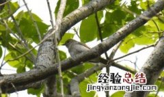 蓝柏怎么养护 蓝柏怎么种