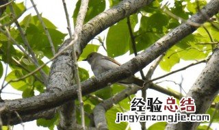 蓝柏怎么养护 蓝柏怎么种