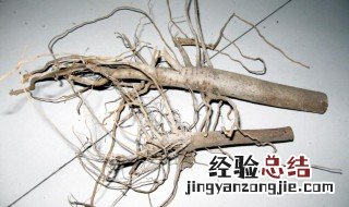 棉花根哪些人不能吃 棉花根有哪些人不合适吃