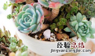 三年级植物观察记录表怎么做 植物观察记录表组成的部分