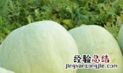 三白瓜的功效与作用 三白瓜的好处