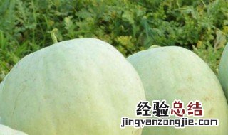 三白瓜的功效与作用 三白瓜的好处