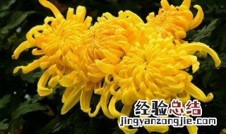 古诗菊花拼音版 古诗菊花原文及译文