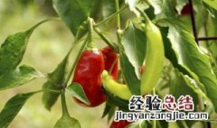 辣椒叶的营养价值 辣椒叶的营养价值及功效