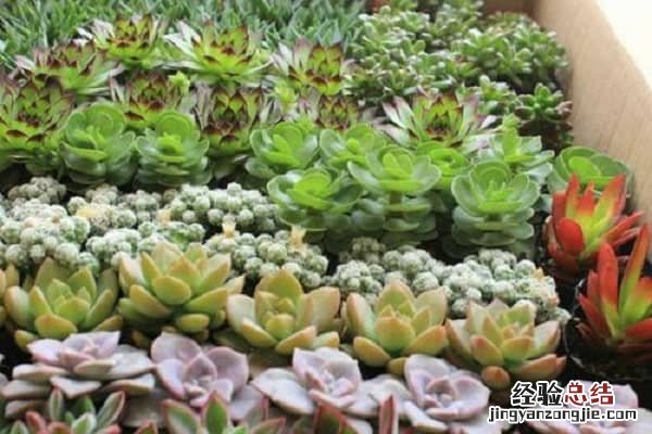 多肉植物怎么过冬,多肉的浇水和施肥技巧