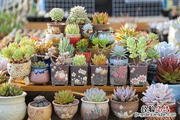 多肉植物怎么过冬,多肉的浇水和施肥技巧