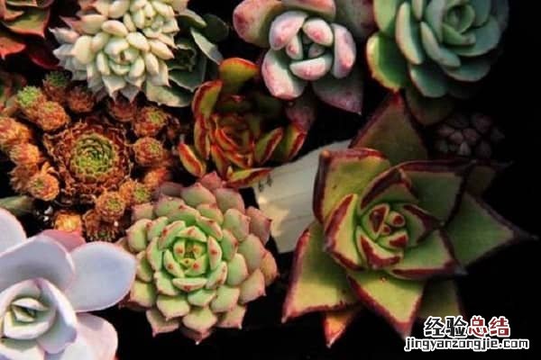 多肉植物哪里有卖，怎么挑选多肉 买多肉植物在哪里买批发