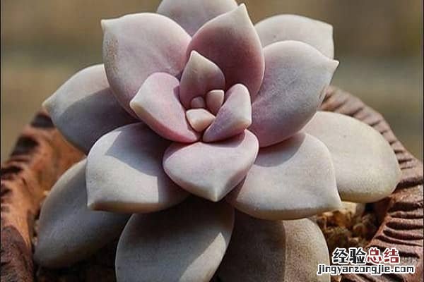 多肉植物哪里有卖，怎么挑选多肉 买多肉植物在哪里买批发