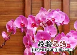 蝴蝶兰怎么养 蝴蝶兰怎么养家庭养法