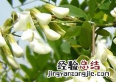 槐花的营养价值与食用方法大全 槐花的营养价值与食用方法