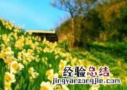 水仙花的养殖方法和注意事项 土培水仙花的养殖方法和注意事项