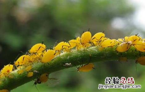 棉花蚜虫的防治方法 棉花蚜虫怎么防治