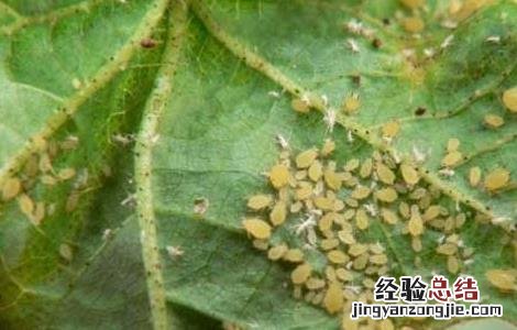 棉花蚜虫的防治方法 棉花蚜虫怎么防治