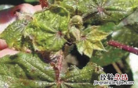 棉花蚜虫的防治方法 棉花蚜虫怎么防治