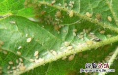 棉花蚜虫的防治方法 棉花蚜虫怎么防治