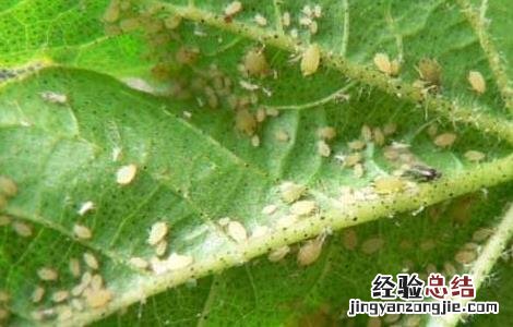 棉花蚜虫的防治方法 棉花蚜虫怎么防治