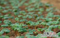 棉花种子育苗技术 棉花种子育苗技术视频
