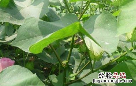 棉花种子育苗技术 棉花种子育苗技术视频