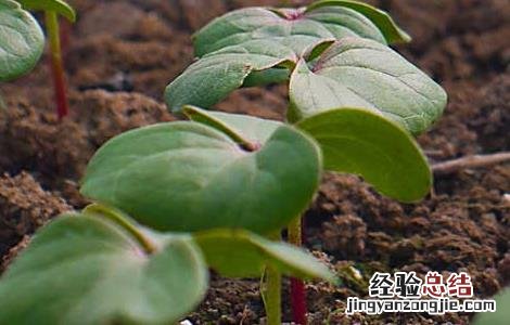 棉花种子育苗技术 棉花种子育苗技术视频