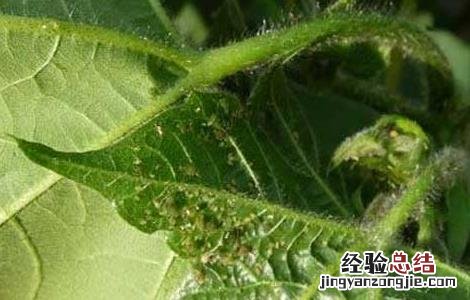 棉花病虫害防治技术 棉花病虫害防治技术要点
