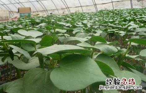 棉花病虫害防治技术 棉花病虫害防治技术要点
