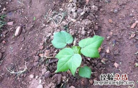 棉花病虫害防治技术 棉花病虫害防治技术要点