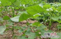 棉花病虫害防治技术 棉花病虫害防治技术要点