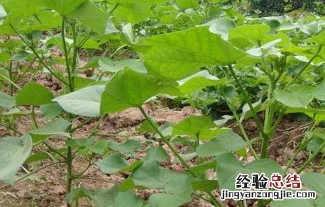 棉花病虫害防治技术 棉花病虫害防治技术要点
