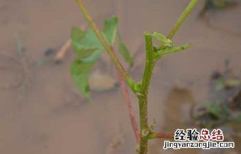 棉花病虫害防治技术 棉花病虫害防治技术要点