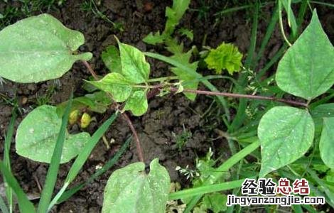 棉花病虫害防治技术 棉花病虫害防治技术要点
