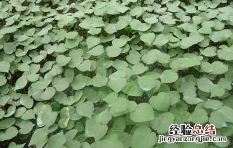 棉花病虫害防治技术 棉花病虫害防治技术要点