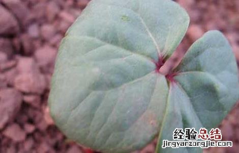 棉花病虫害防治技术 棉花病虫害防治技术要点