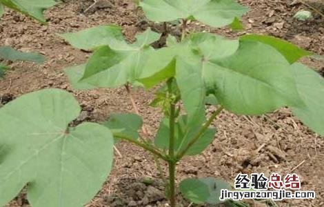 棉花从什么时候开始种植 棉花种植时间是什么时候