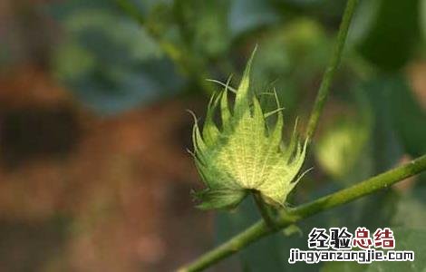 棉花从什么时候开始种植 棉花种植时间是什么时候