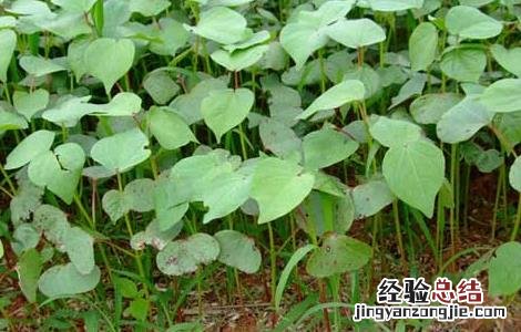 棉花从什么时候开始种植 棉花种植时间是什么时候