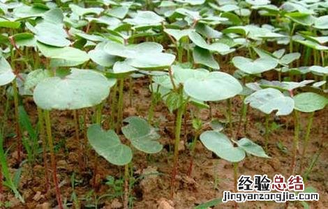 棉花从什么时候开始种植 棉花种植时间是什么时候