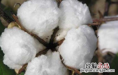 棉花种植技术 棉花种植技术视频