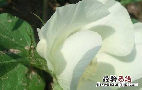 棉花种植技术 棉花种植技术视频