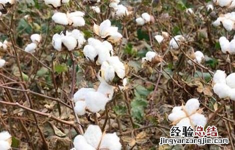 棉花种植技术 棉花种植技术视频