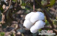 棉花种植技术 棉花种植技术视频