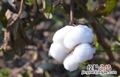 棉花种植技术 棉花种植技术视频