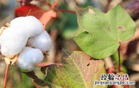 棉花种植技术 棉花种植技术视频